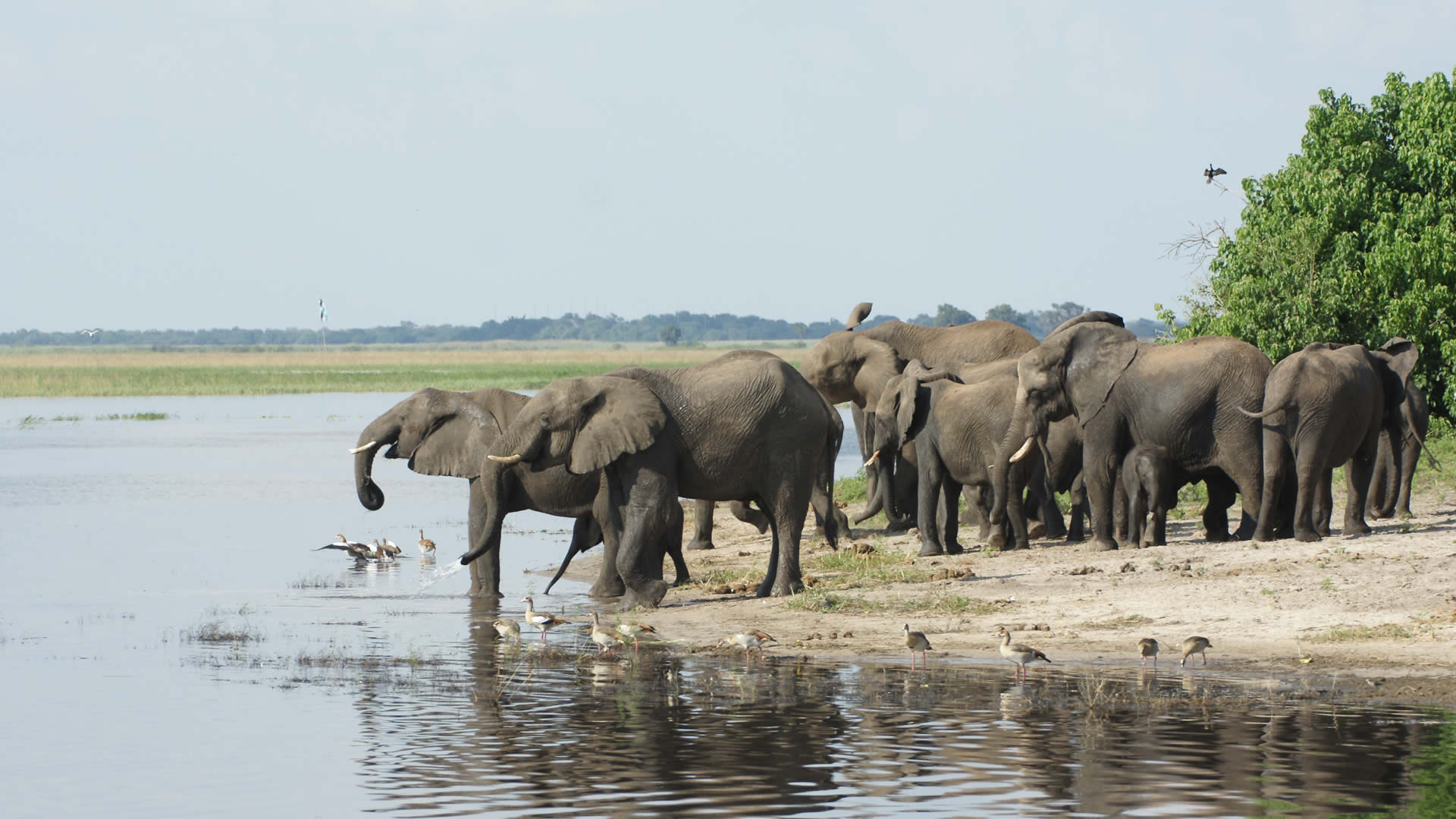 chobe national park