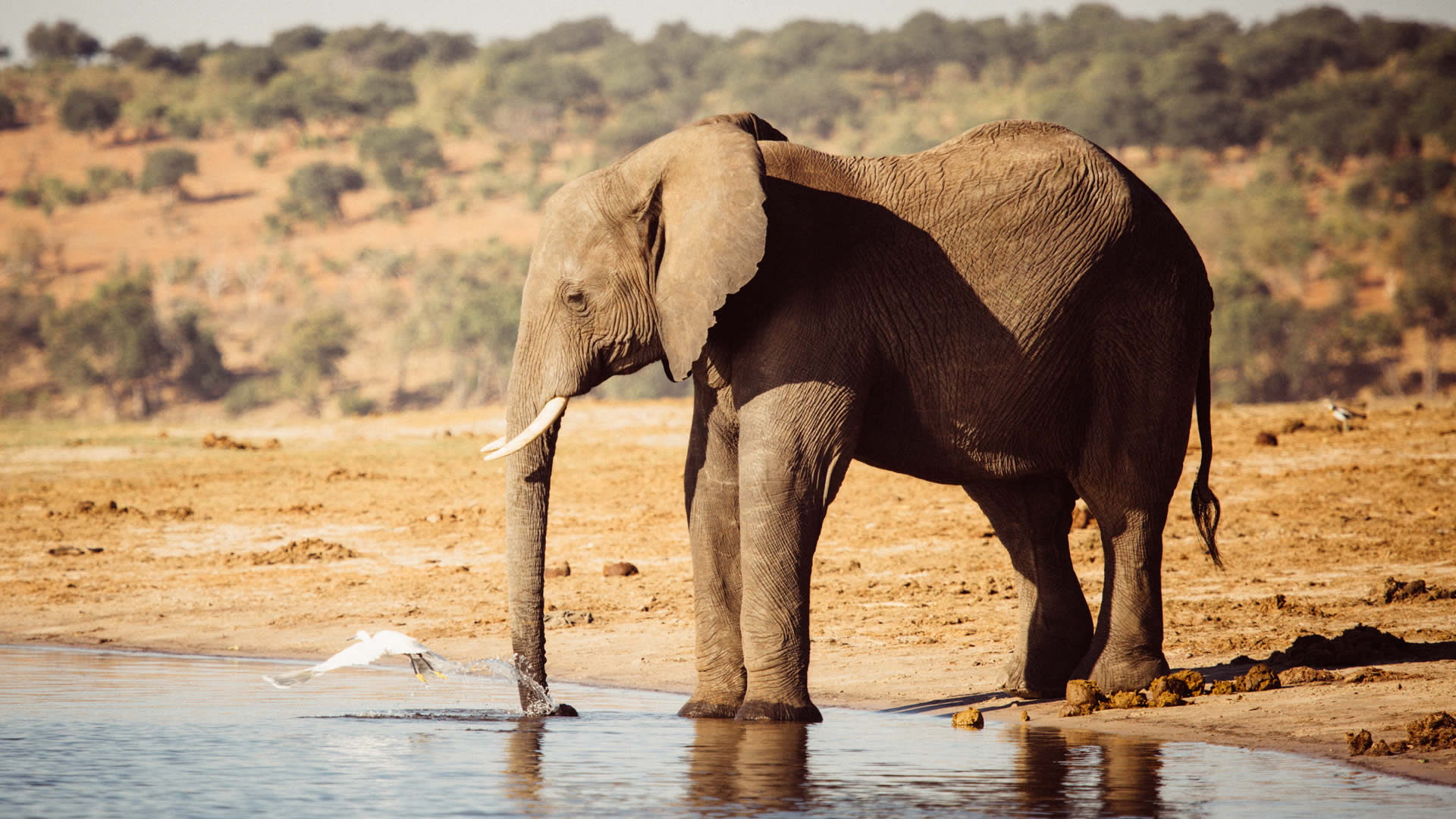 linyanti savuti area